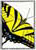 "Two-Tailed Tiger Swallowtail" - Butterfly series