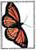 "Viceroy" - Butterfly series