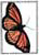"Viceroy" - Butterfly series